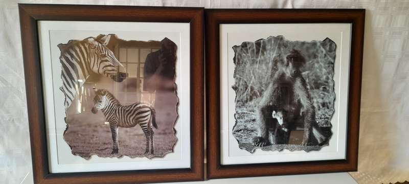 Animals Pictures