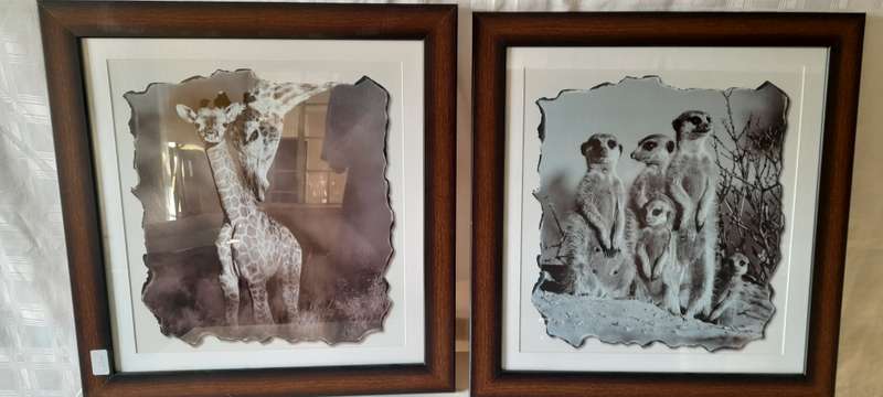 Animals Pictures