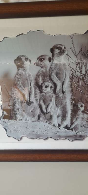 Animals Pictures