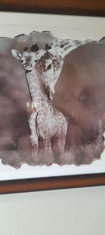 Animals Pictures