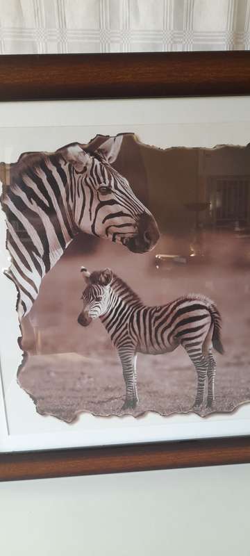 Animals Pictures