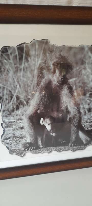 Animals Pictures