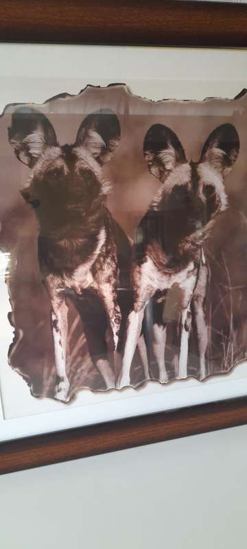 Animals Pictures