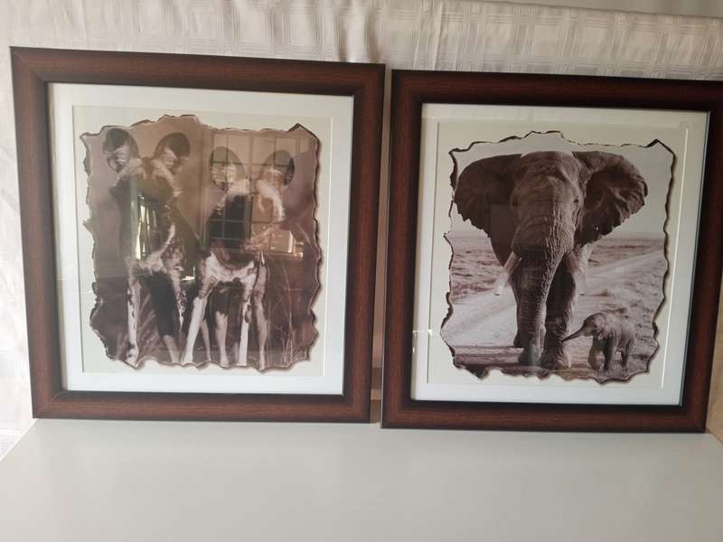 Animals Pictures