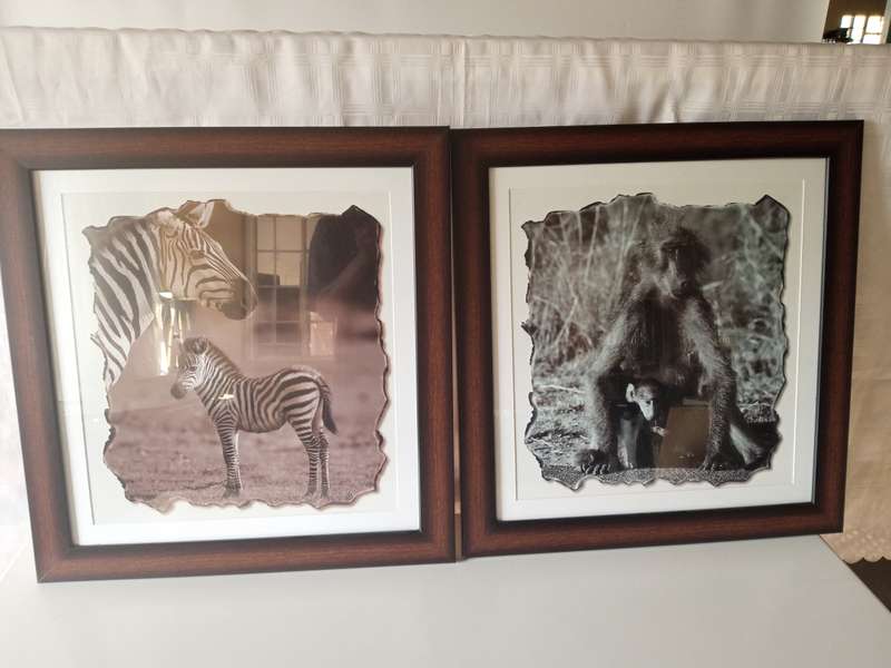 Animals Pictures
