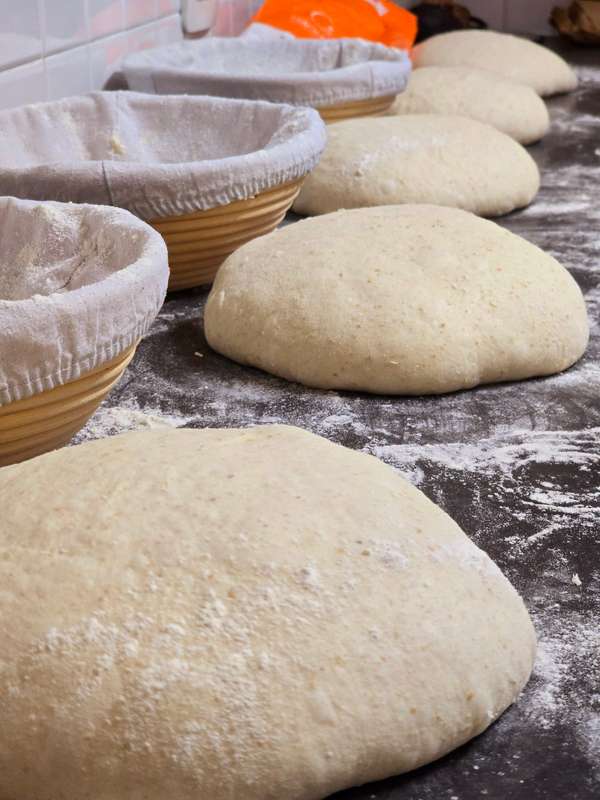 SOURDOUGH STARTER (Ready to Use)