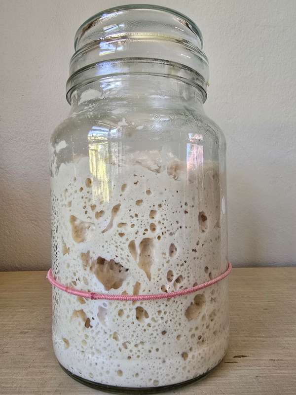 SOURDOUGH STARTER (Ready to Use)