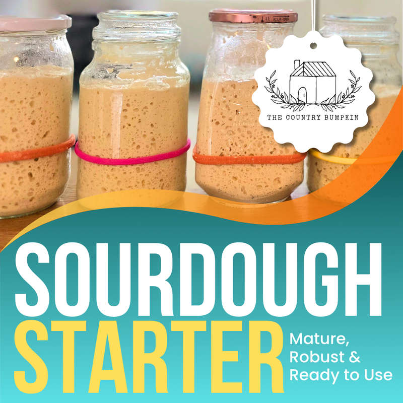 SOURDOUGH STARTER (Ready to Use)