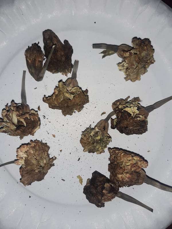 Marigold white gold max seeds