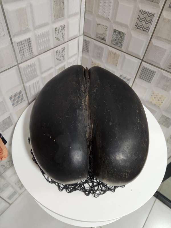 Coco de Mer seed