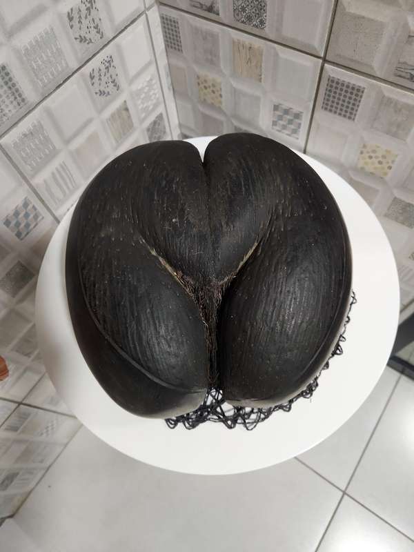 Coco de Mer seed