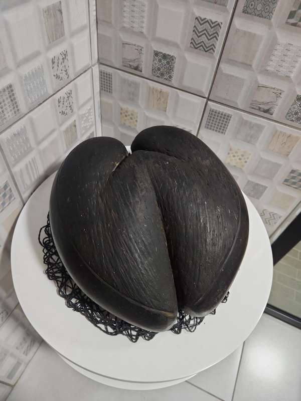 Coco de Mer seed