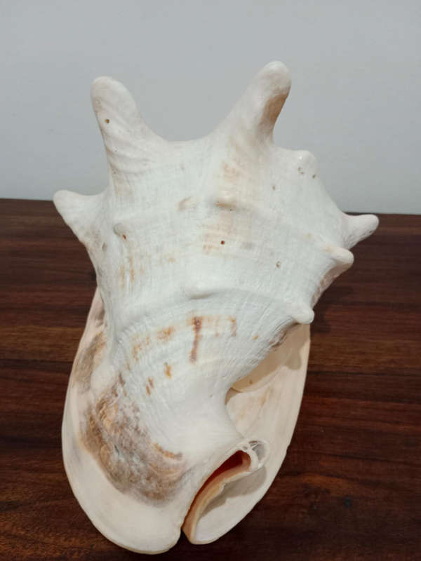 Large conch shell