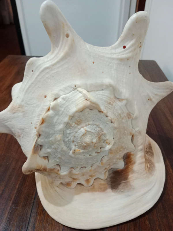 Large conch shell