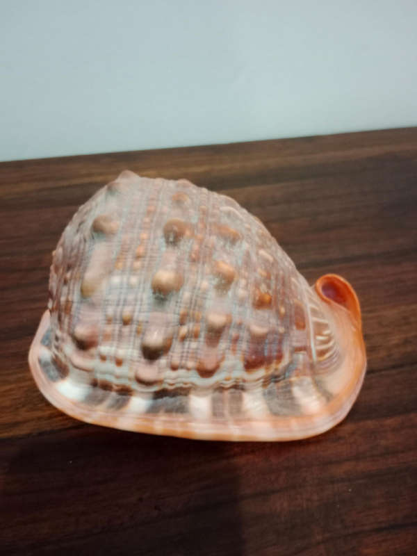 Bullmouth Helmit shell
