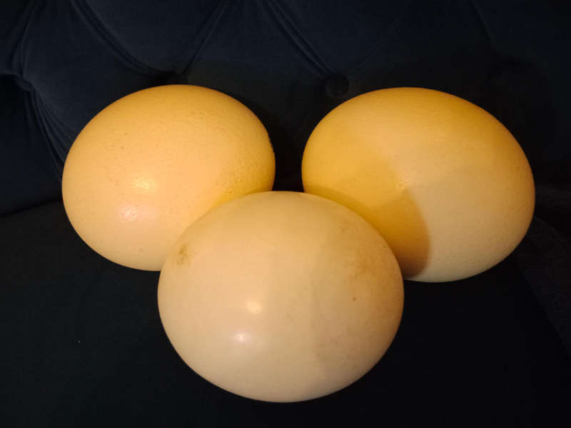 Ostrich egg shells
