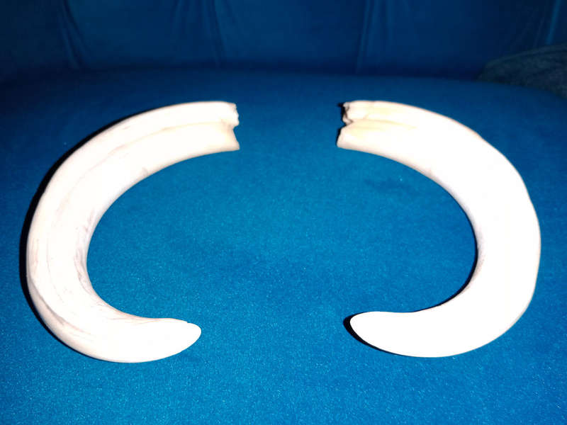 Pair of real warthogs tusks