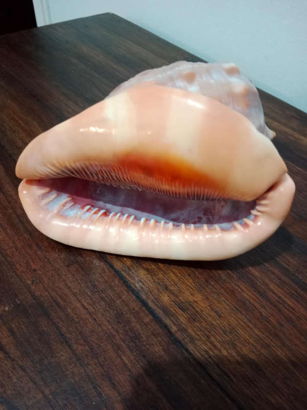Bullmouth Helmit shell