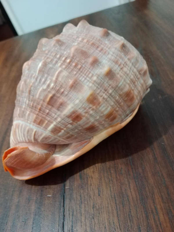 Bullmouth Helmit shell