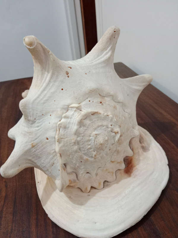 Large conch shell