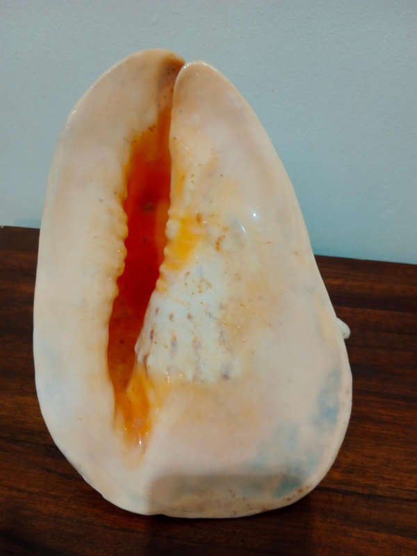 Large conch shell