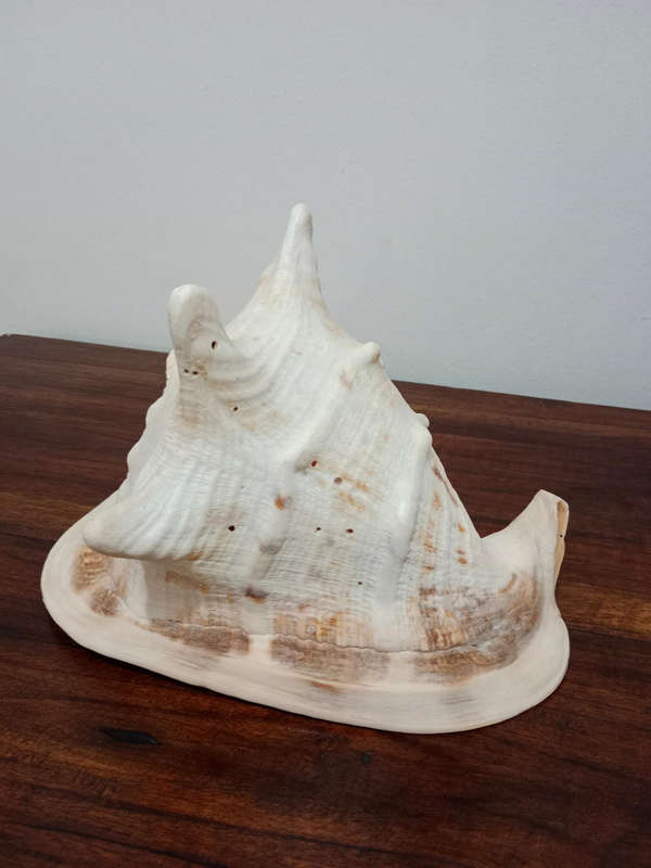 Large conch shell