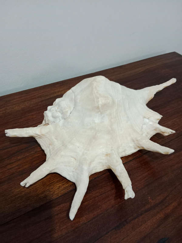 XL Spider conch sea shell