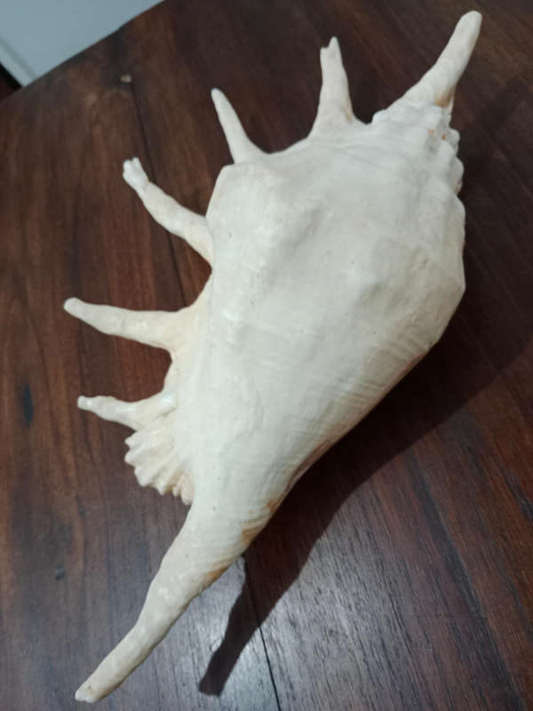 XL Spider conch sea shell