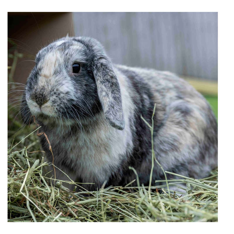 Lucerne Bedding for Rabbits & Guinea Pigs (Combo pack of 2)
