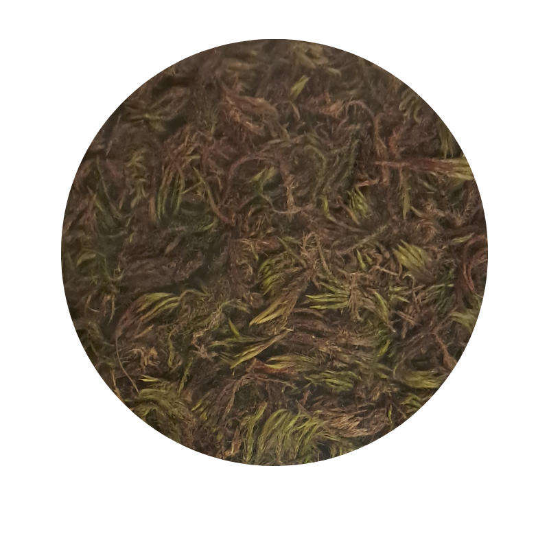X 3 JUNGLE MOSS Bag 10L