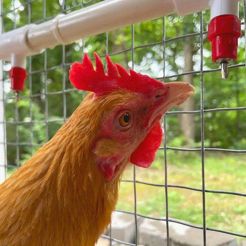 Chicken Waterer Nipples with PVC Tee Fittings - 10 PCS