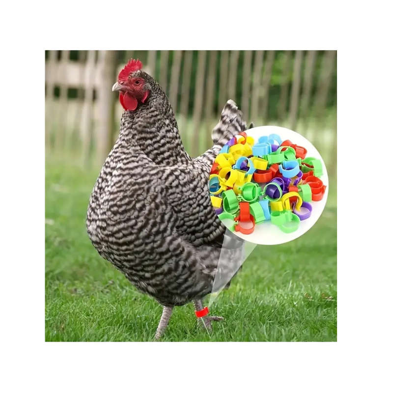 100 Piece Colorful Chicken Leg Bands - 16mm