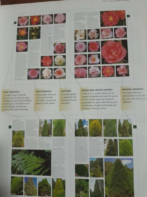 Botanica