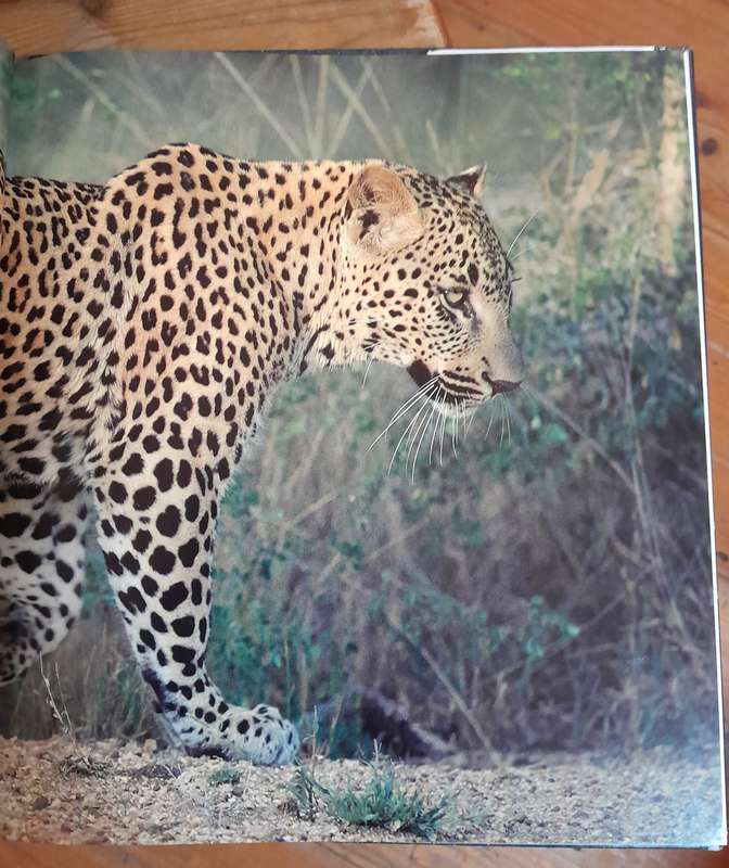 The Leopards of Londolozi