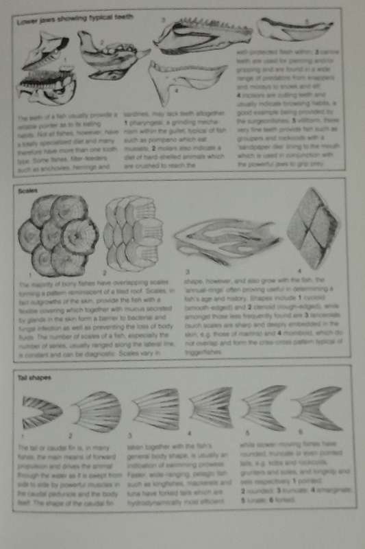 Fishing books -  set of four