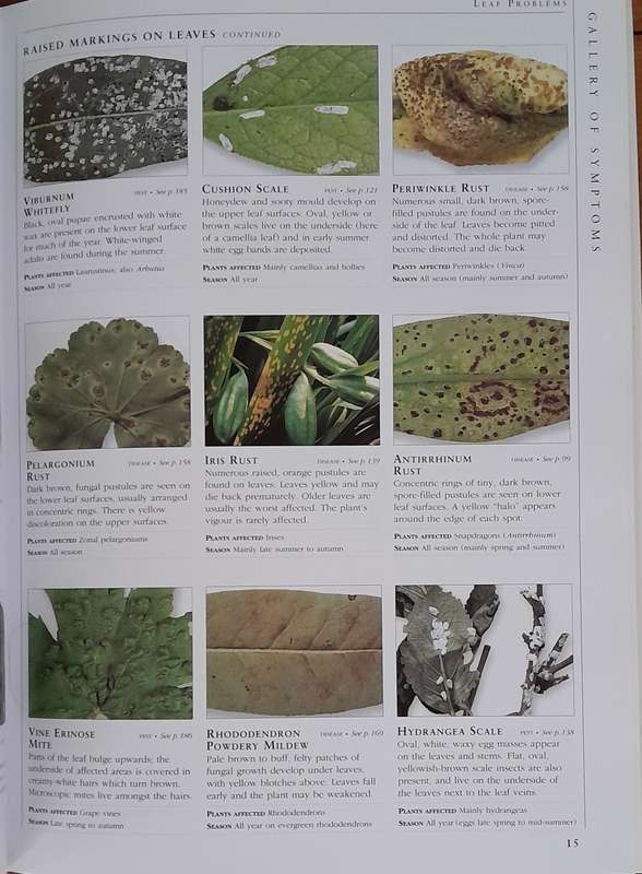 Pests & Diseases