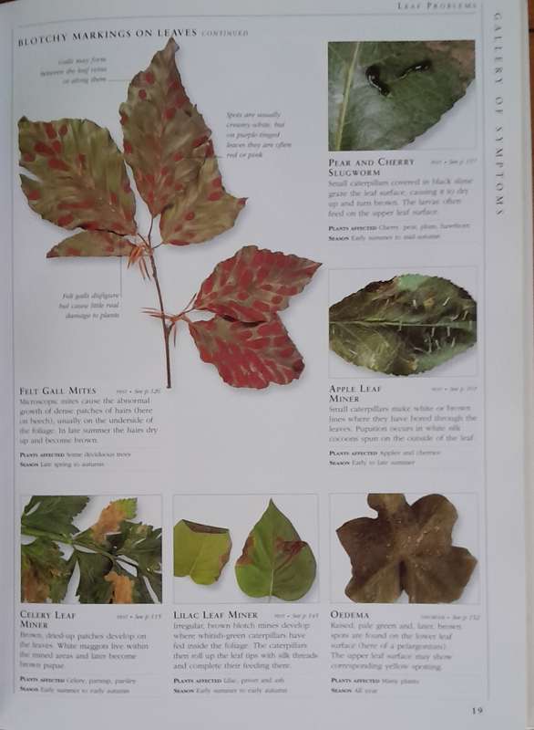 Pests & Diseases