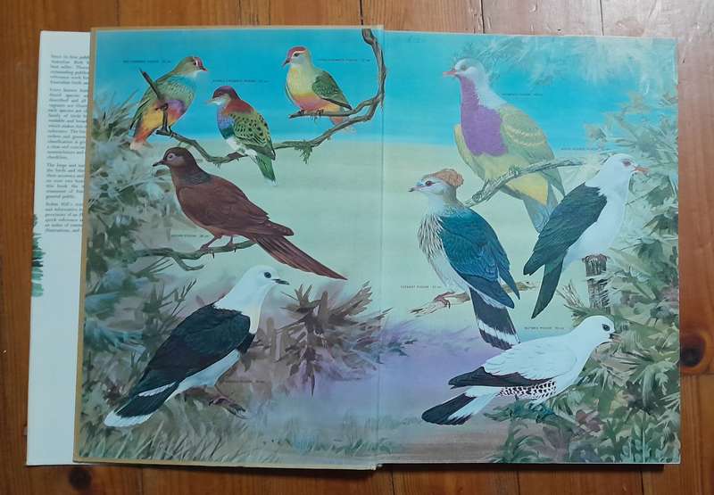 AUSTRALIAN BIRDS - By Robin Hill
