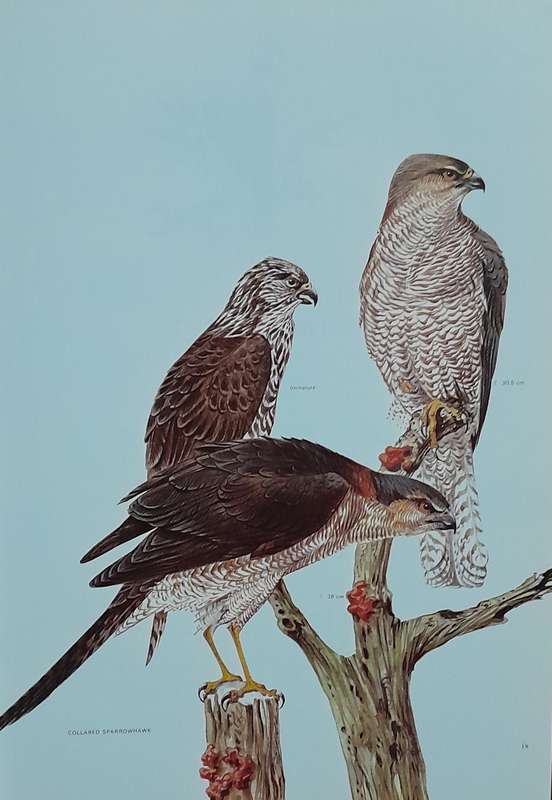 AUSTRALIAN BIRDS - By Robin Hill