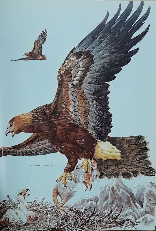 AUSTRALIAN BIRDS - By Robin Hill