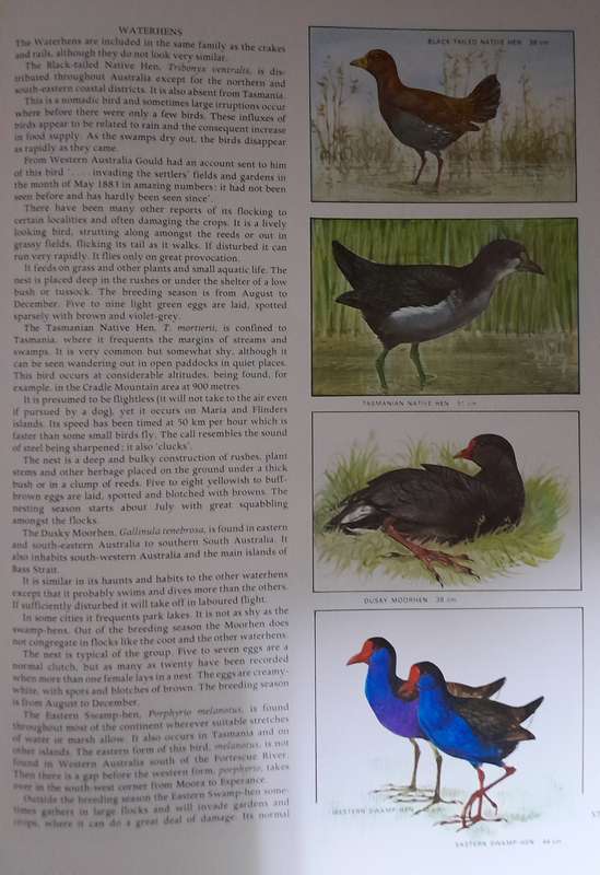AUSTRALIAN BIRDS - By Robin Hill