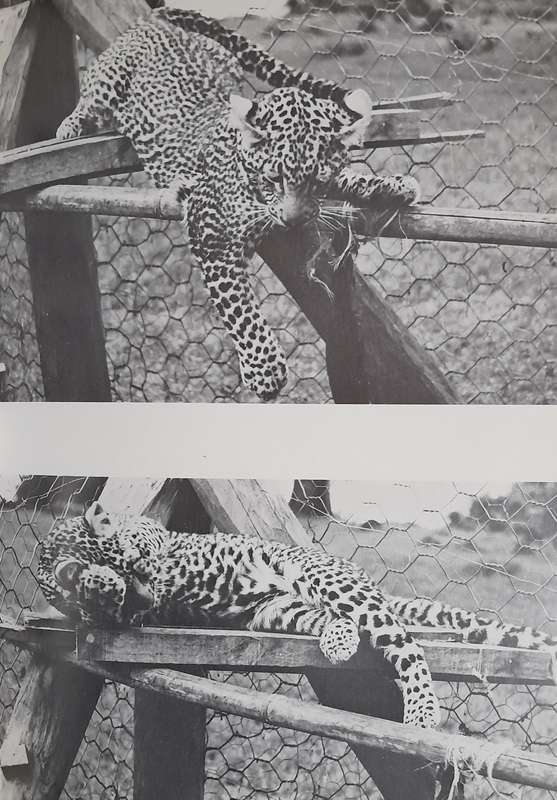 Queen of Shaba