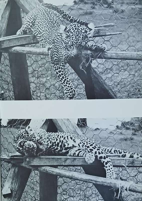 Queen of shaba