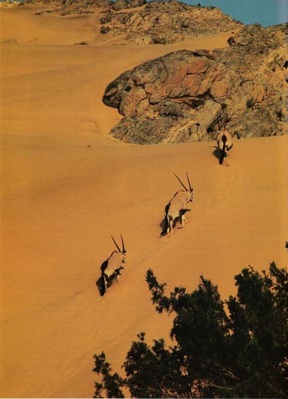 Bundle - Germany - Skeleton coast + South Africa's yesterdays