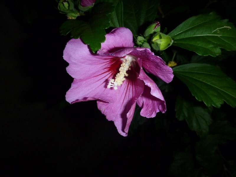 Panasonic lumix Ft digital camera