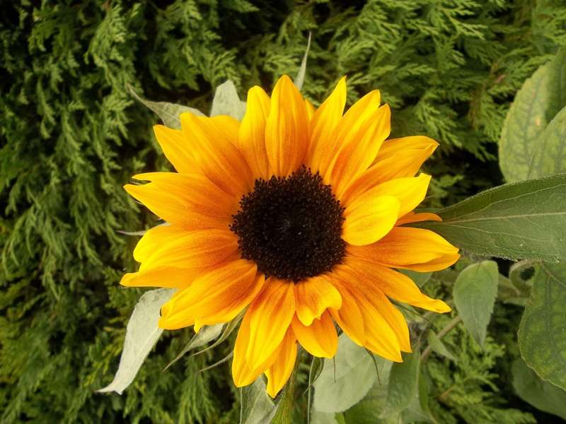 KODAK EASYSHARE M23