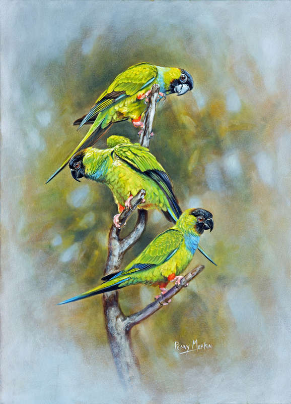 Black-hooded Parakeets