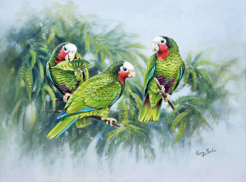 Cuban Parrots