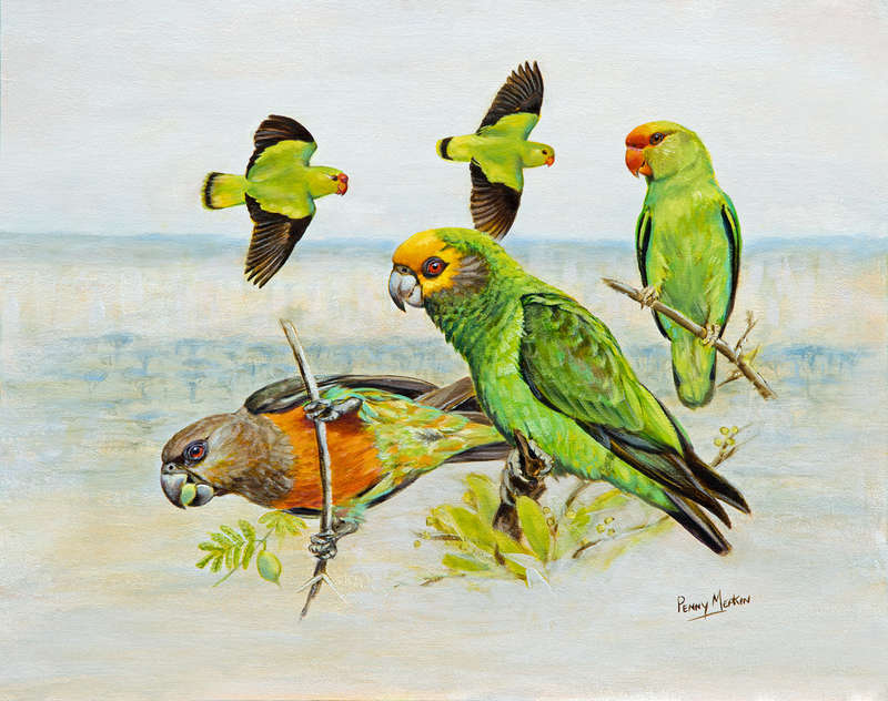 Parrots of Ethiopia