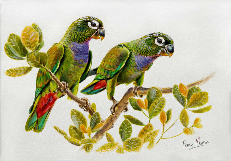 Scaly-headed Parrots